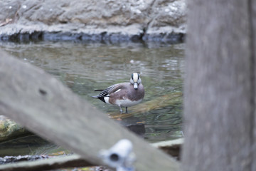 American Wigeon Duck (Anas americana)