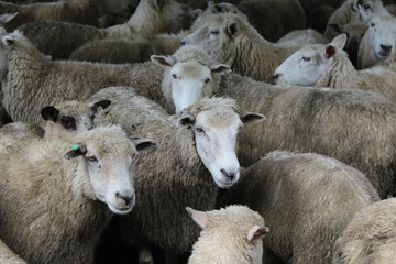 Sheep's world - 168185808