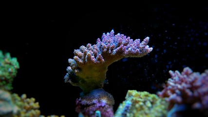 Acropora Mileopora sps coral