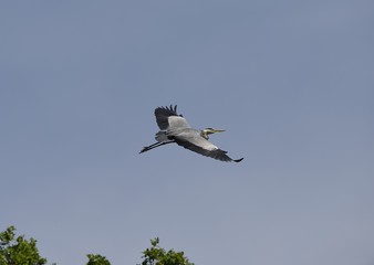 Graureiher im Flug