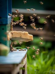 Bienenkasten