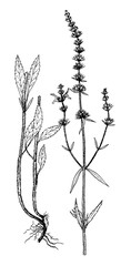 Obraz premium Stachys recta botanical illustration