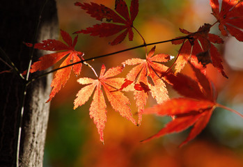 紅葉