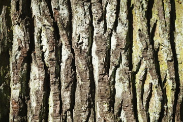 Holztextur, Hintergrundbild, grünliche braune Baumrinde