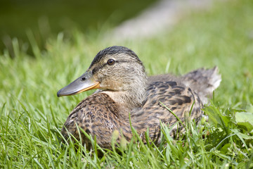 cute little duck in the meadow