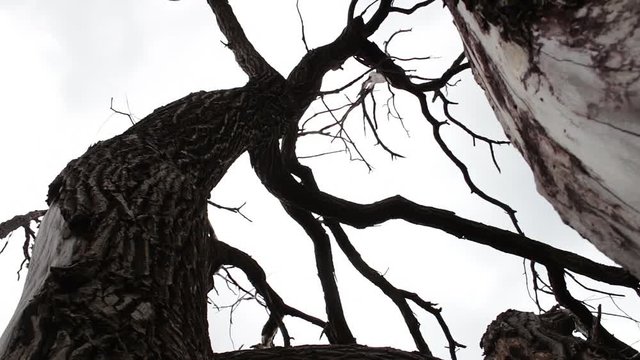 Dead dead tree in the forest against the sky. Twisted branches. Mystical atmosphere. Result of climate warming. The forest is dying. The trees are dying. The forest turns into a desert. ecological