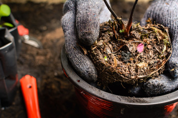 Obraz premium Tools on planting a black tree on the ground