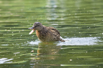 sweet little duck calls her mother 