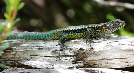 Close-up view of a Painted Tree Lizard (Liolaemus pictus) at Villarrica National Park, Chile
