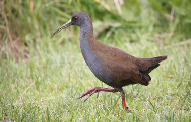 Plumbeous rail (Pardirallus sanguinolentus) at Torres del Paine N.P. (chile)