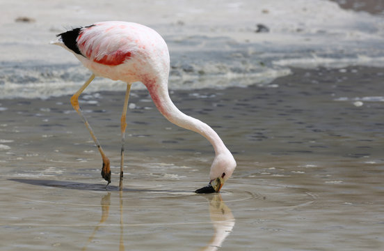 Andean flamingo (Phoenicoparrus andinus) at Laguna Hedionda (Bolivia)