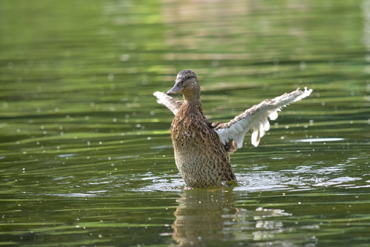 Duck fluttering with the wings