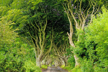 The Dark Hedges in Armoy Co. Antrim, Beautiful tree road landscape in Northern Ireland. Travel by car to your air in summer.