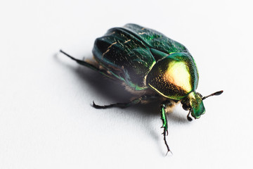 Beautiful green beetle, macro shot, golden bronze