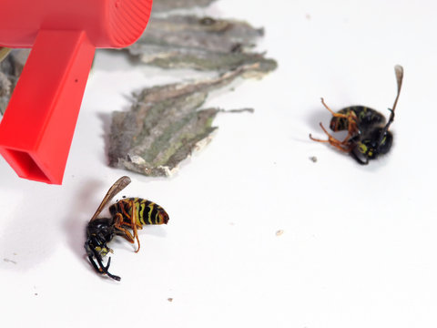 attention aux nids de gu&ecirc;pes en &eacute;t&eacute; !