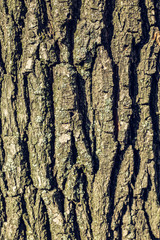 Wooden texture, wooden bark background