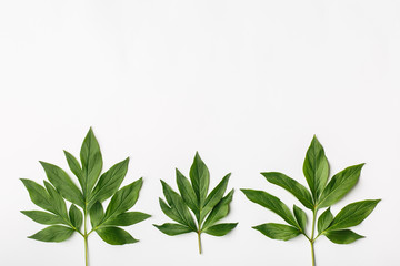 White background with green leaves, flat composition