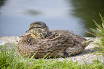 Small duck resting
