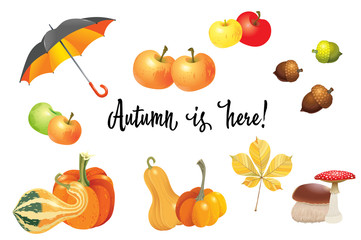 Set of autumn objects. Pumpkins different types, mushrooms, umbrella, apples and fall leaves. Vector illustration collection