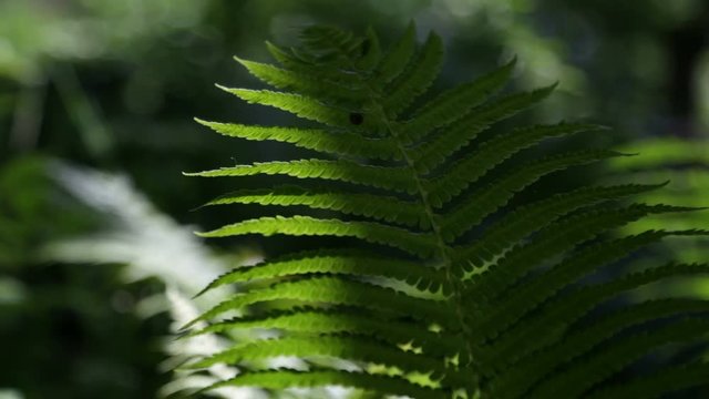 Fern leaves sway in the wind