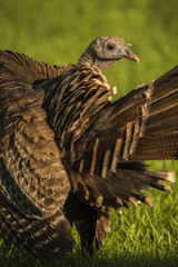 EASTERN WILD TURKEY STOCK PHOTO