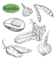 Vegetables sketch set. Hand drawing vector illustration of vegetables. Vegetables: peas, peppers,  celery, avocado, onions, garlic