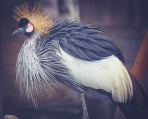  crane © Александр Денисюк