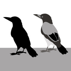 Obraz premium magpie vector illustration black silhouette