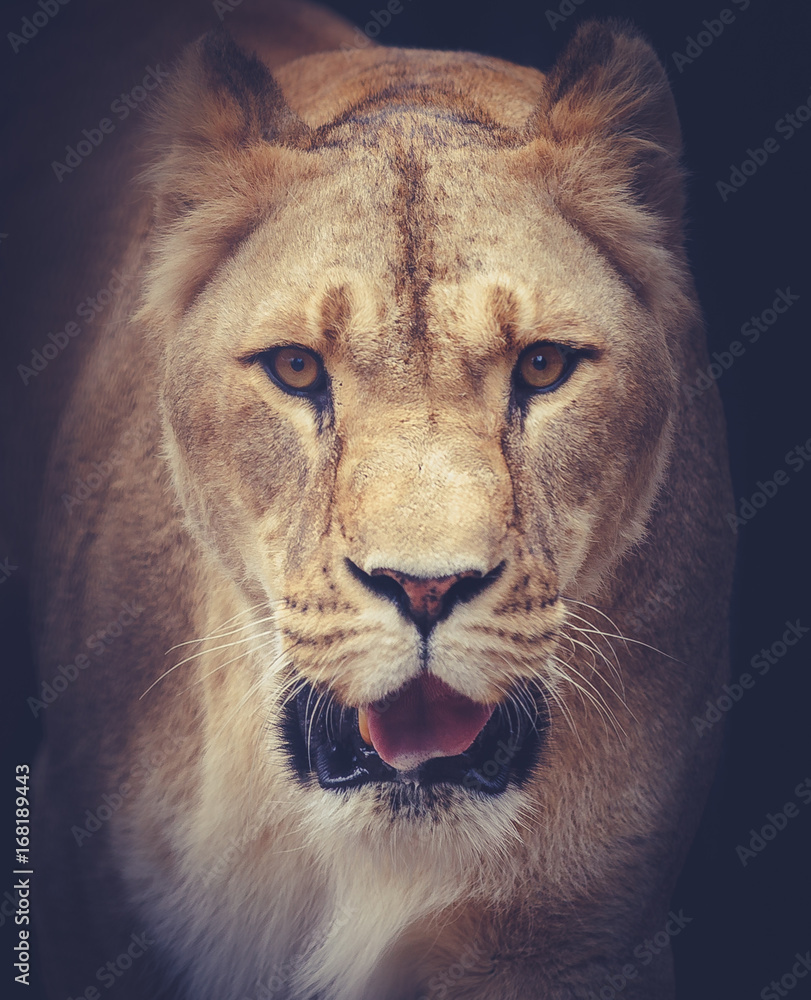 Sticker lioness