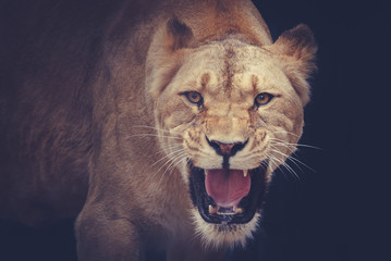 Fototapeta na wymiar lioness