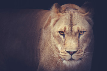 Obraz na płótnie Canvas lioness