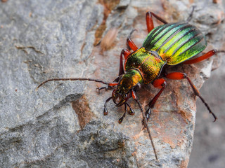 Käfer