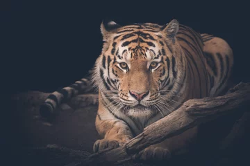 Schilderijen op glas tiger © Александр Денисюк