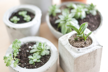 succulents in pot