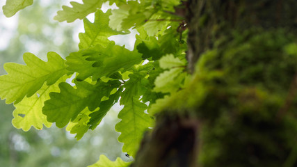 Baum Eiche