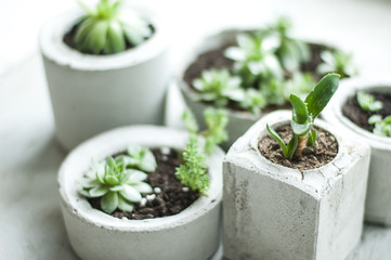 succulents in pot