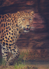 leopard