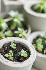 succulents in pot
