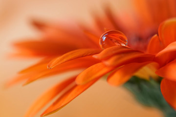 Wassertropfen Blume © Tino