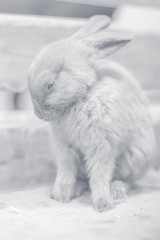 rabbit