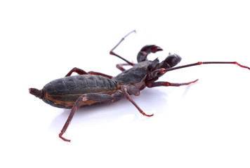 The insects that accompany the rainy season on a white background.