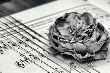 A close up of a music book and a dry rose black and white