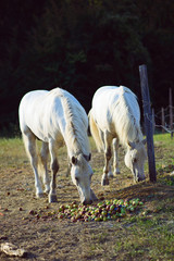 Naklejka na ściany i meble White horses eat apples