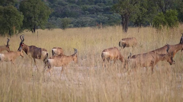 Group of hartebeest in Pilanesberg Game Reserve in South Africa