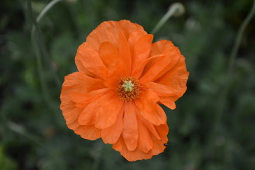 Orange decorative poppy