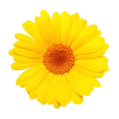 Deurstickers Bloemen yellow flower isolated on white background