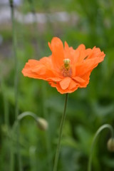 Fototapeta premium Orange decorative poppy