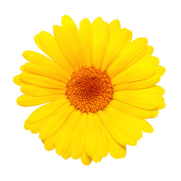 Fototapeta yellow flower isolated on white background