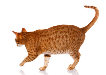 Ocicat red cat on a white background, studio photo