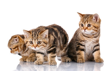 Fototapeta na wymiar Scottish kittens on white background